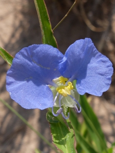 Commelina erecta